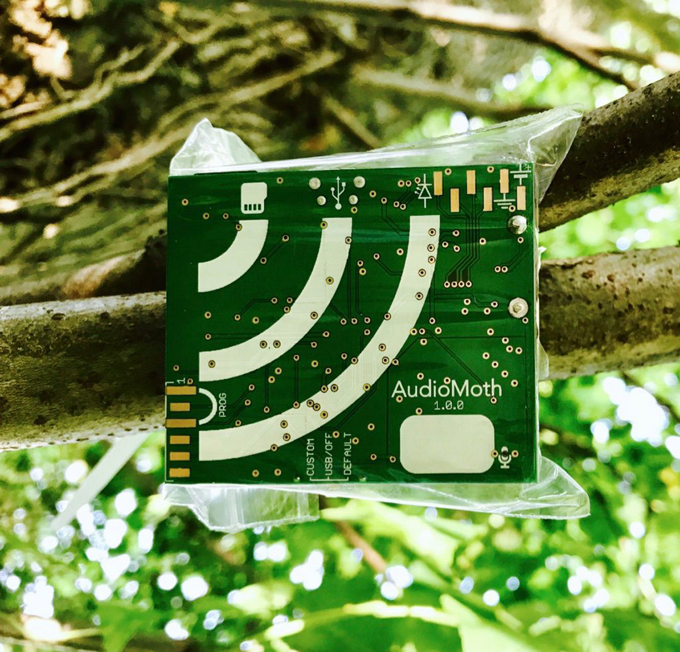 Product photo of the AudioMoth in a tree