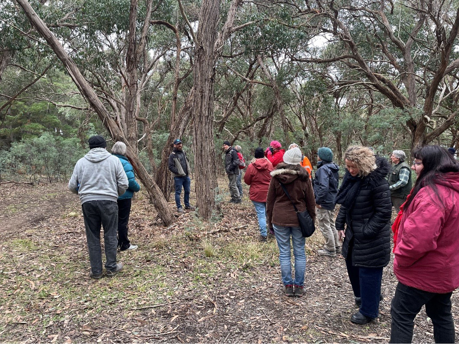 A group of people walking through a stand of trees