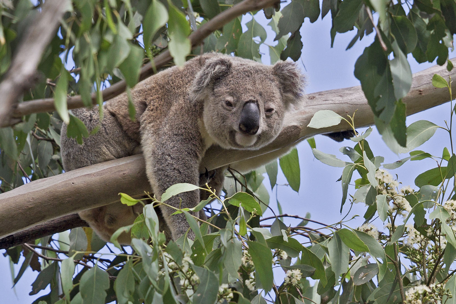 A koala lying on the branch of a tree.