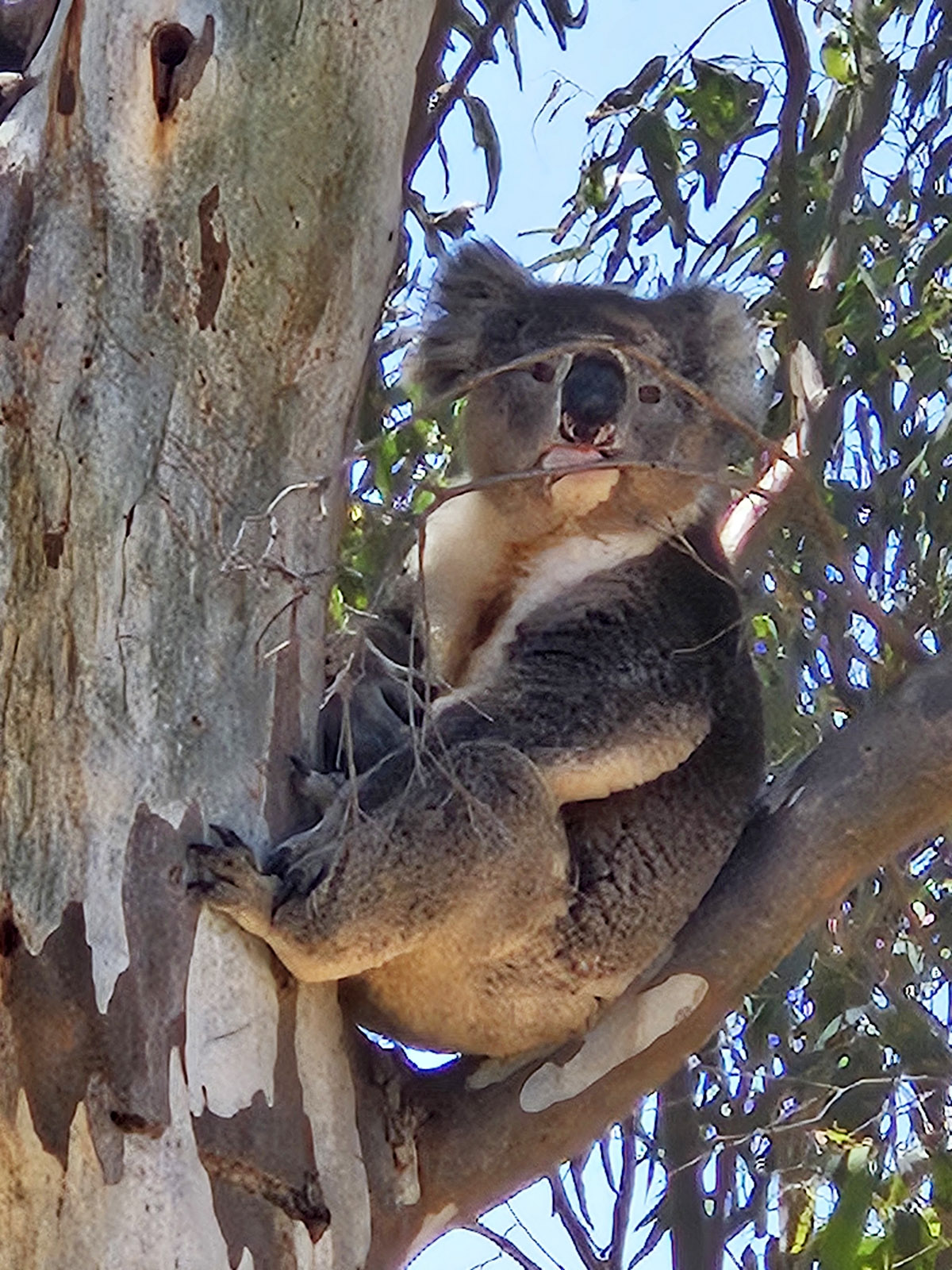 A koala in a tree