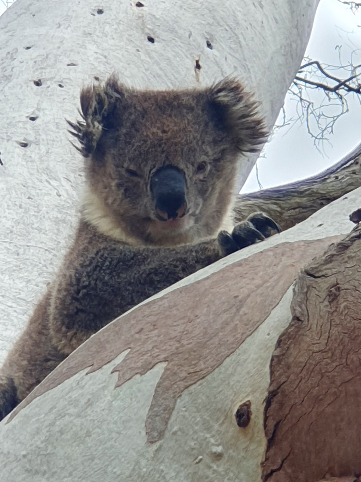 A koala in a tree