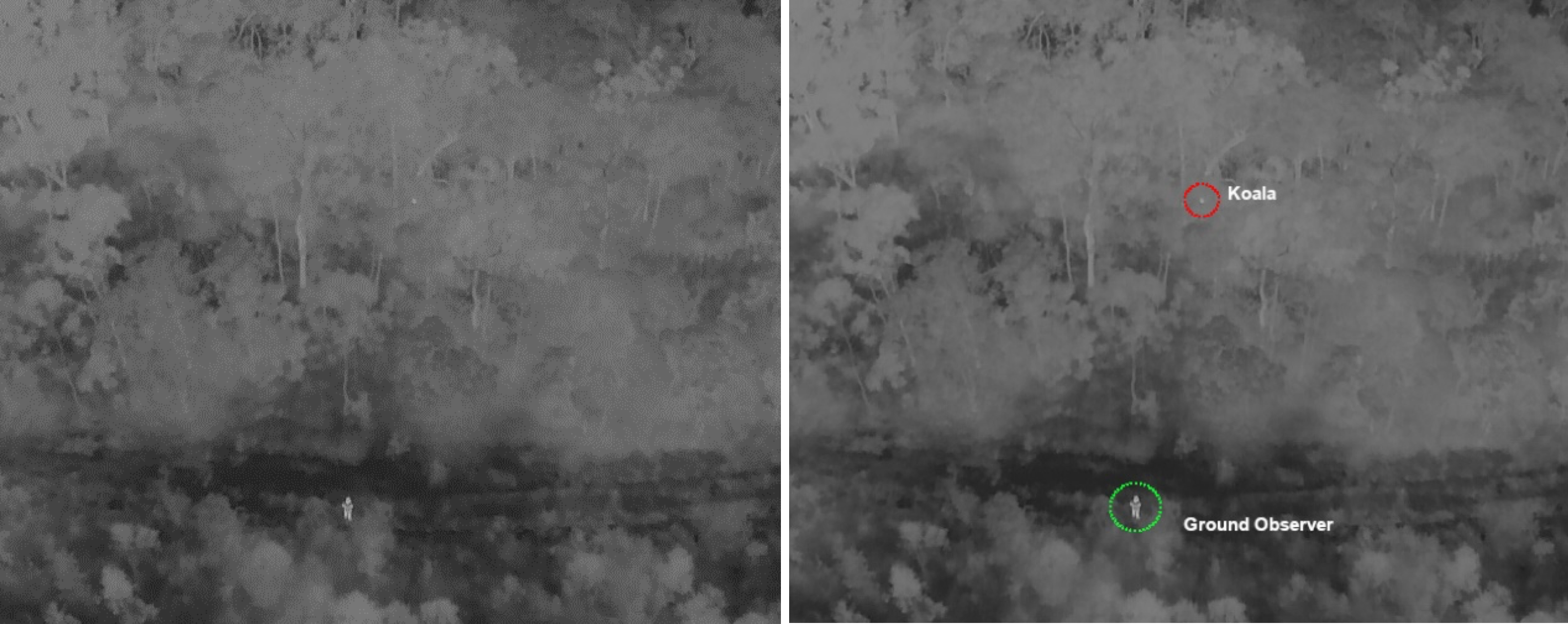 Twin thermal photos, the first a straight thermal image, the second the same image with the koala and ground observer highlighted.