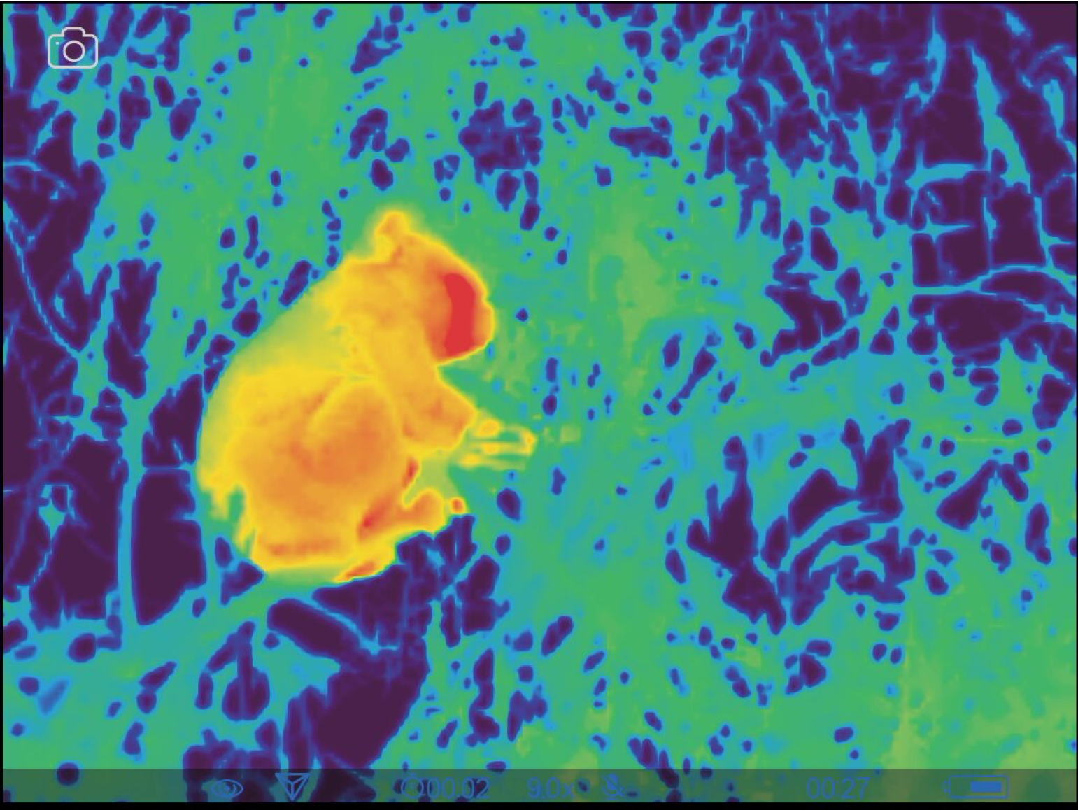 A thermal image in colour of a koala from close up. The koala is orange and yellow, very clear against the blue and green background.