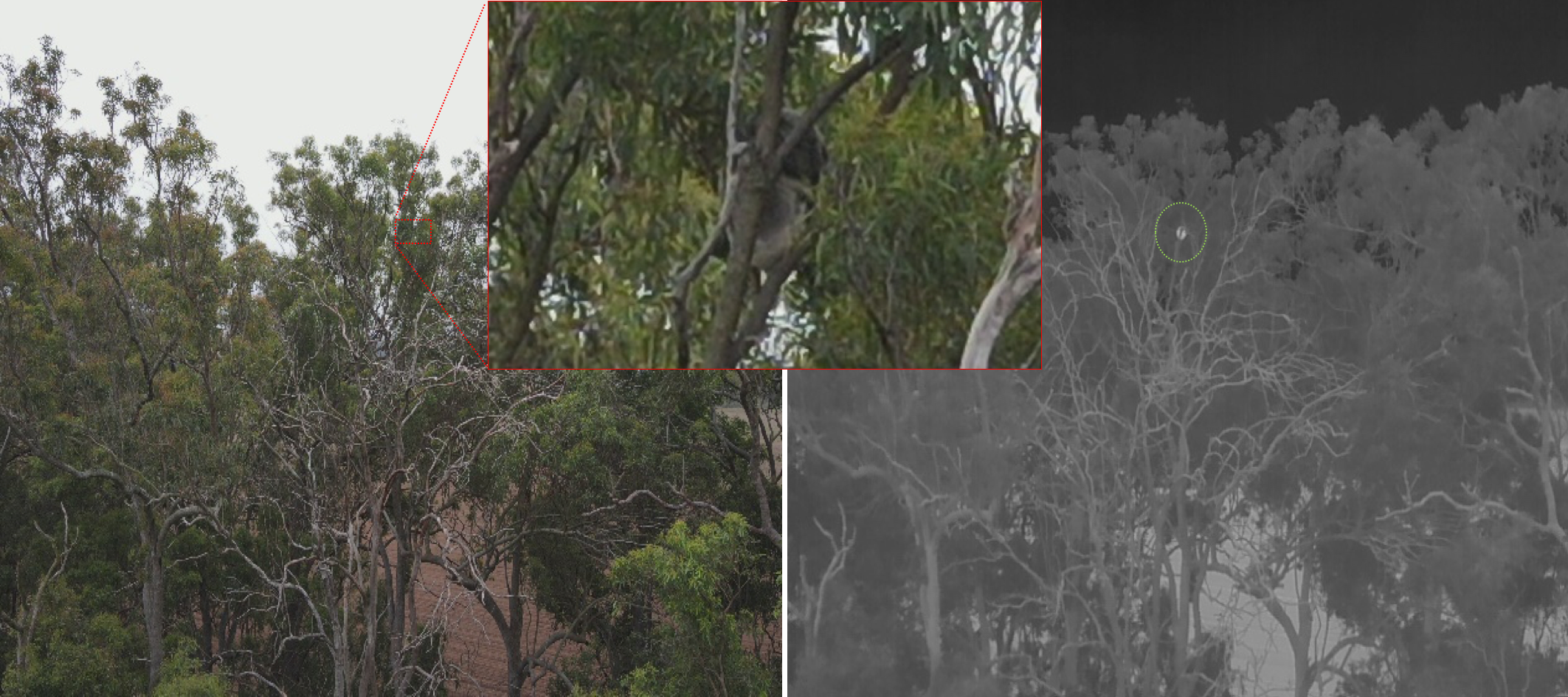 Twin photos of the same tree canopy, the first a normal photo in which a koala is there but very difficult to see, the second a thermal image where the koala is clearly identifiable.